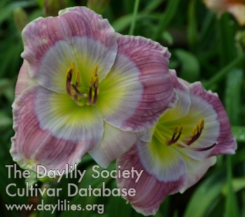 Daylily Shadings of the Moon